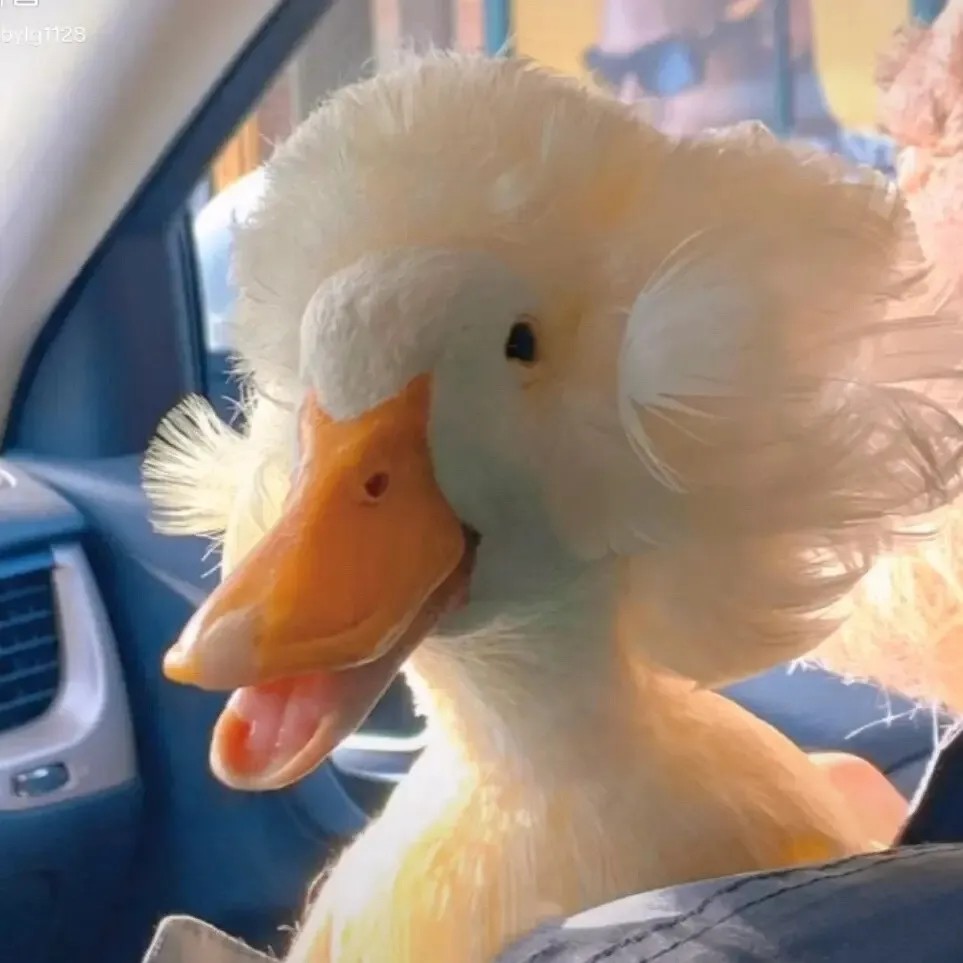 沙雕搞怪头像可可爱爱没烦恼