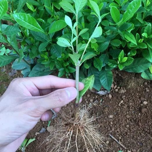 扦插苗是什么,扦插苗和原生苗的区别