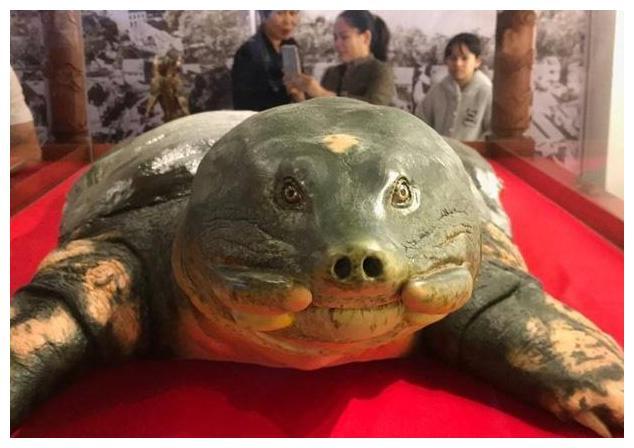 在越南,这只巨鳖被视为国宝祥瑞,传说曾帮古代帝王打败明朝军队