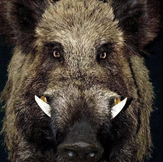 不仅如此,雄猪还有两颗长獠牙,凶相异常,实在惹不起.