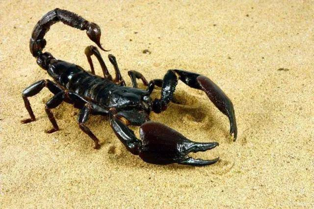 最漂亮的蝎子图片
