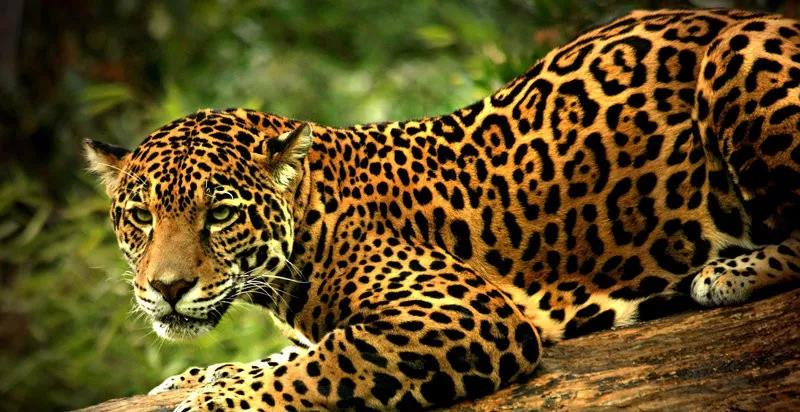 金钱豹交警在车祸后备箱查获一只金钱豹到底怎么回事