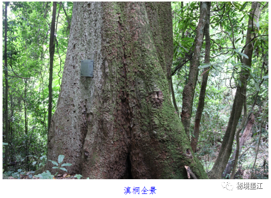 秘境墨江千年古滇梧桐树第三纪存活下来的活化石