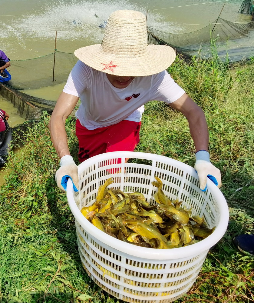 江西金溪滸灣鄉村振興產業先行黃顙魚托起強村富民夢組圖