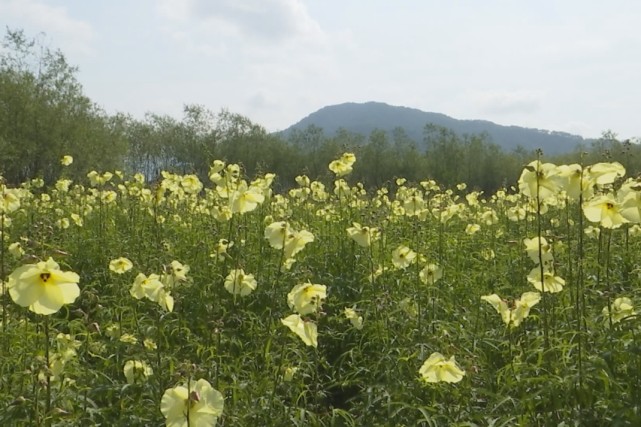 走進基地,滿眼是一片黃燦燦的花海,一朵朵黃蜀葵花修長而挺立,花朵大