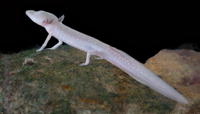 十二年交配一次,洞螈这么懒,为什么还没有灭绝?