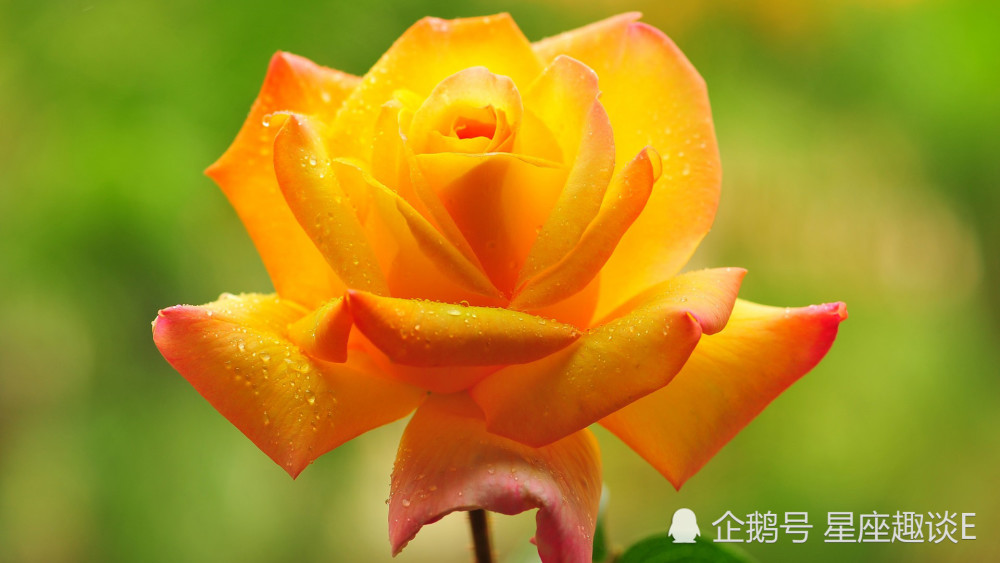 9月11日星座运势 金牛迎接挑战 狮子循序渐进 水瓶脚踏实地 腾讯新闻