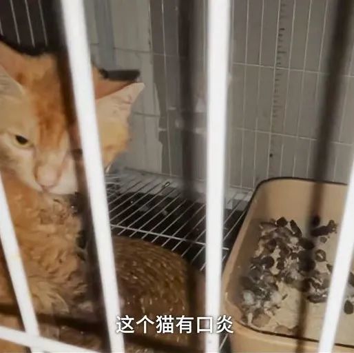猫奴的 天堂 沦为 猫咪地狱 猫咖存在合理吗 腾讯新闻