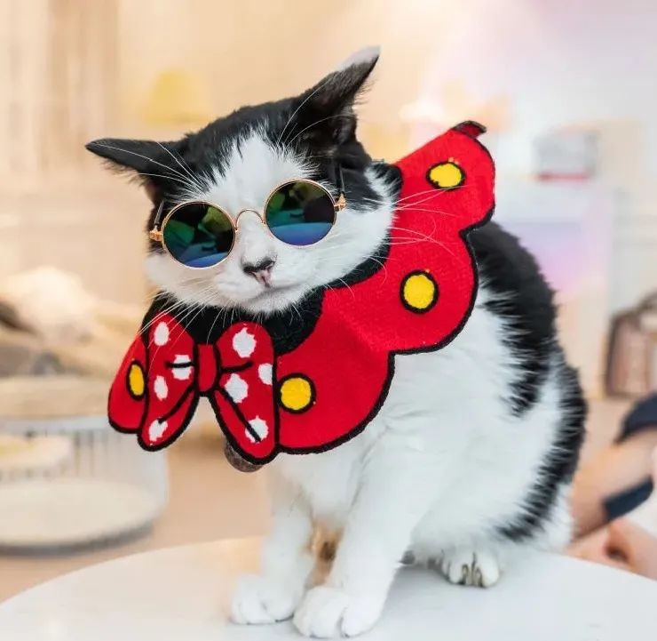 猫奴的 天堂 沦为 猫咪地狱 猫咖存在合理吗 腾讯新闻