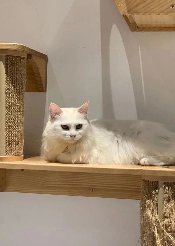 猫奴的 天堂 沦为 猫咪地狱 猫咖存在合理吗 腾讯新闻