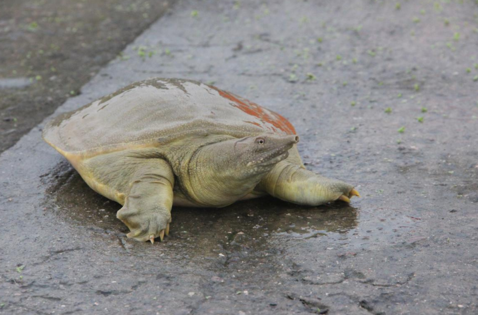 女子西湖放生30余只甲鱼,不被夸,反被骂,为什么?