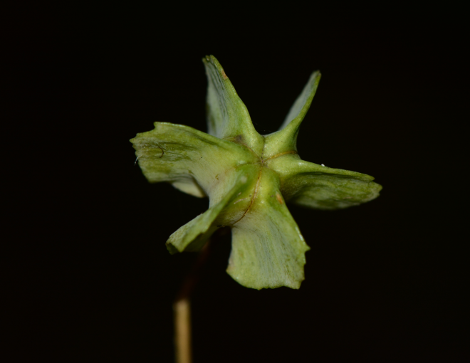 轮叶贝母:要是没有熊蜂,我就自己"造娃"_腾讯新闻