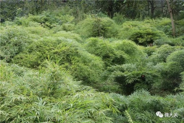 筇竹,又名罗汉竹,喜阴凉湿润,伴木而生,竹节鼓突,清风瘦骨,姿态秀美