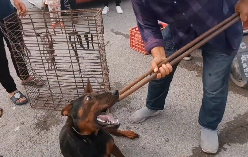 河南:错信狗贩,当大哥接过狗贩的520后,原本抗拒狗贩的狗狗主动跑到