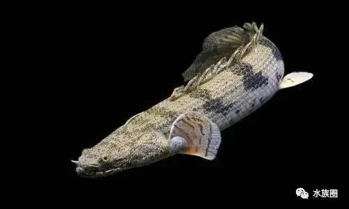 那些热带鱼中的萌宠们 球形短身热带鱼 腾讯新闻