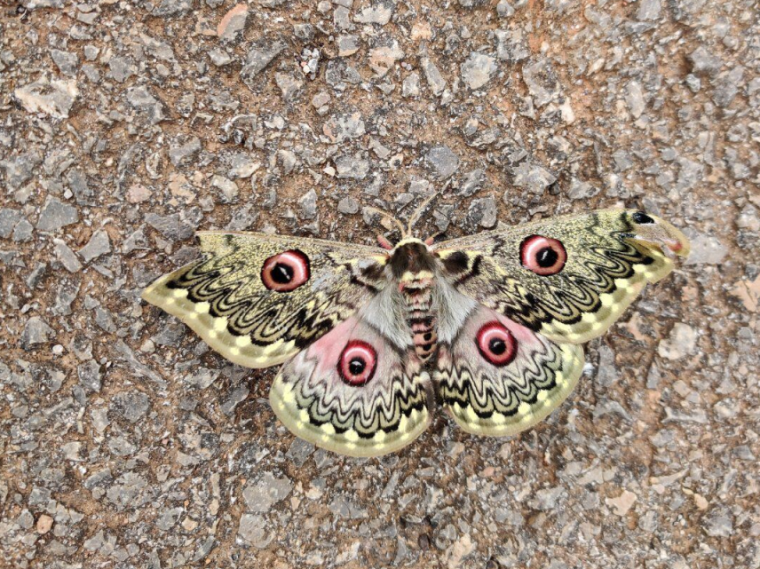 云南昆明女子遇罕见孔雀蛾 双翼长四眼两翼镶花边_腾讯新闻