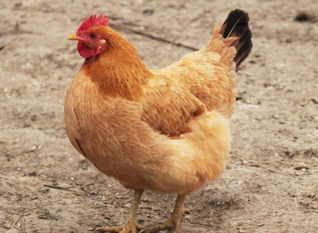 细说你不知道的3点秘密|鸡宝|牛宝|鸡腿|营养|坐月子|老母鸡