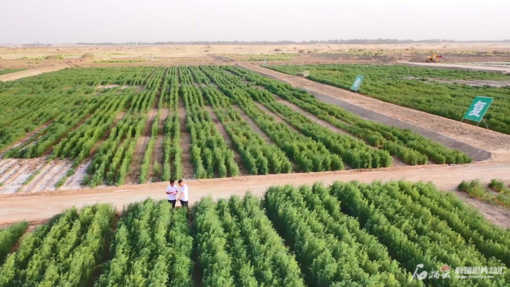 鹽漬化土壤生態修復治理出成果南疆鹽鹼地成功種植26種植物