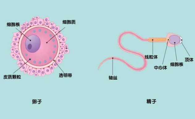 当人类精子与卵子成功结合,它们会释放"锌焰火"庆祝|细胞|精子|卵子