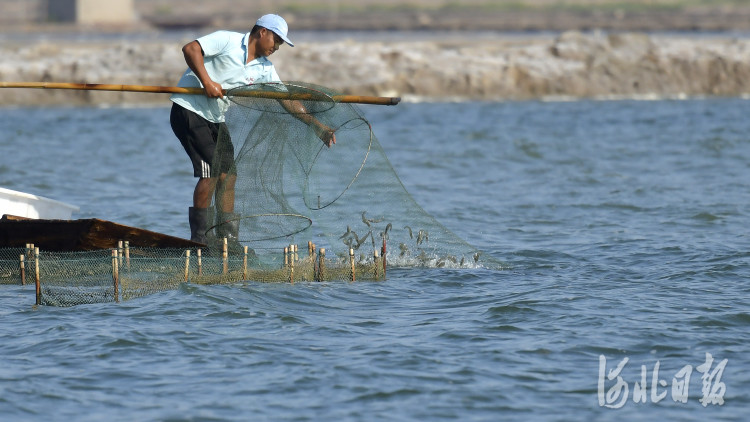 河北海兴金秋捕虾忙