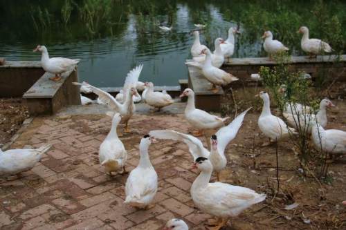 一只能卖140多元蒲阳村要把红头雁做成致富产业