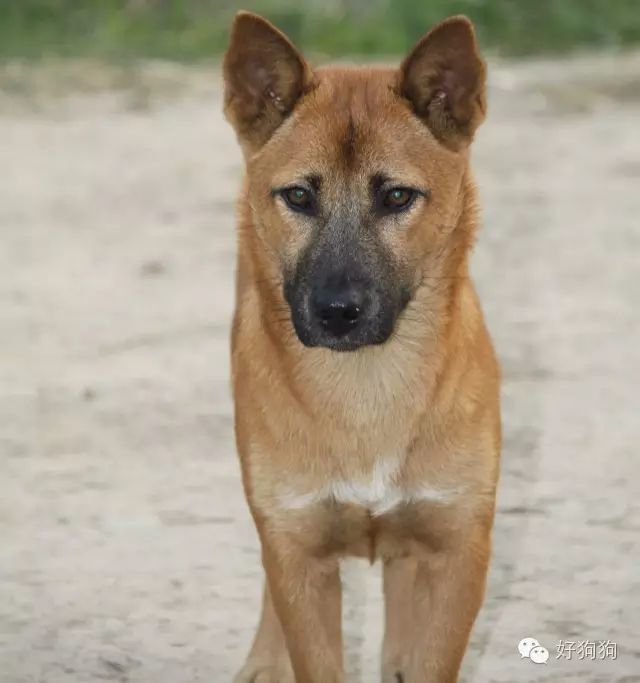 這隻中華田園犬高冷拒絕隔壁薩摩耶的求愛,厲害了我的黃!_騰訊新聞