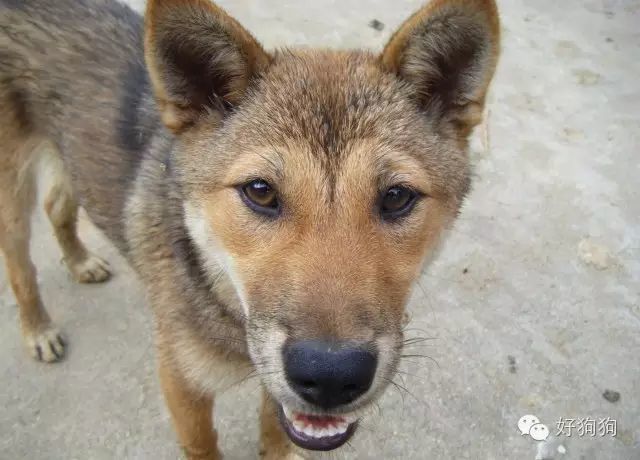 这只中华田园犬高冷拒绝隔壁萨摩耶的求爱厉害了我的黄