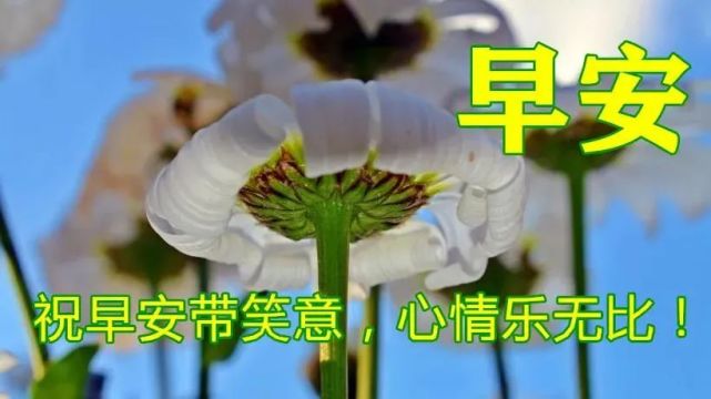 春天漂亮早上好圖片動態表情大全鮮花早上好問候美圖大全