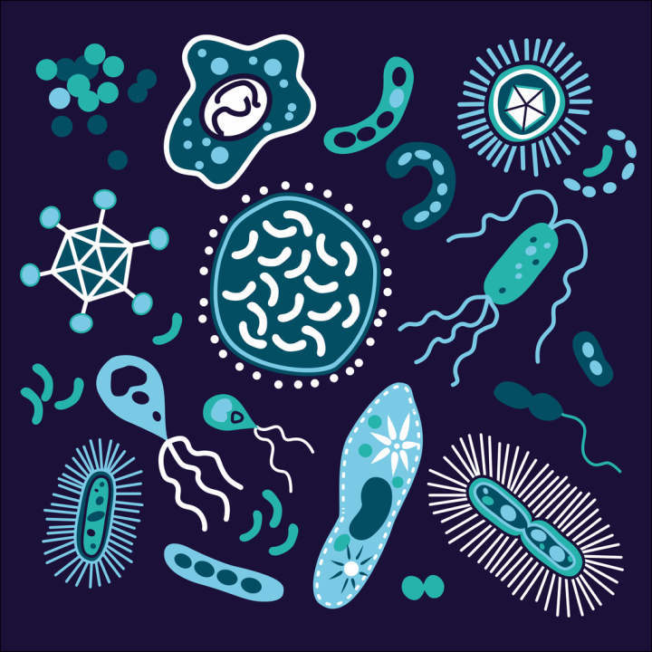 乳酸菌细胞结构图片