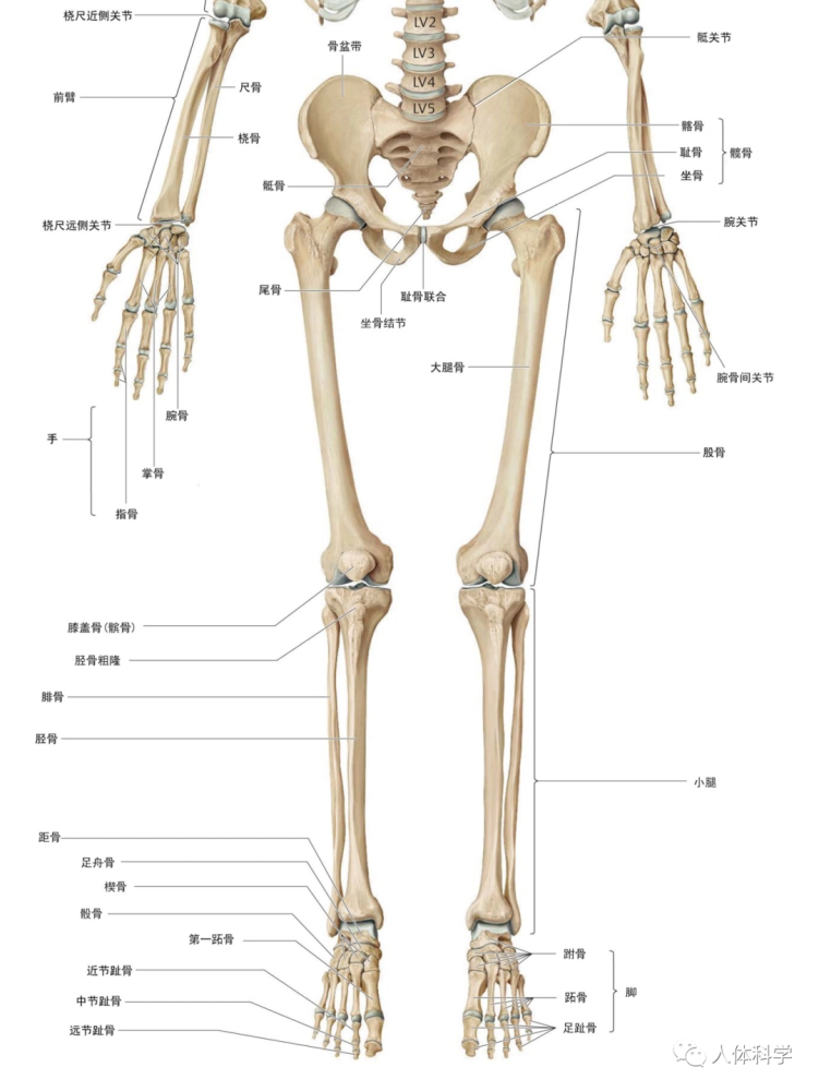 3d人體解剖圖人體骨骼肌肉