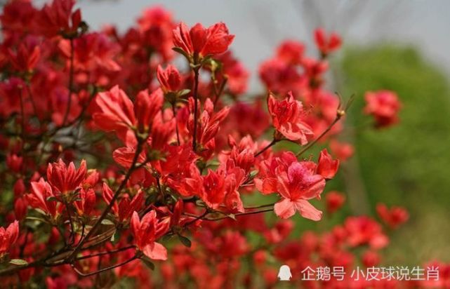 9月11日以后 三生肖遇到真爱 重拾旧情 桃花盛开 缘分未断