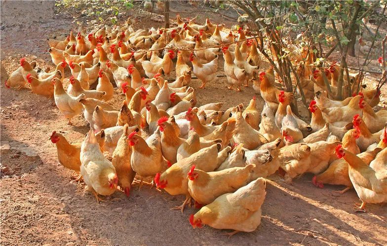 杏花鸡的外貌特征为"三黄"(羽黄,嘴黄,脚黄),"三短"(颈短,身短,脚短)