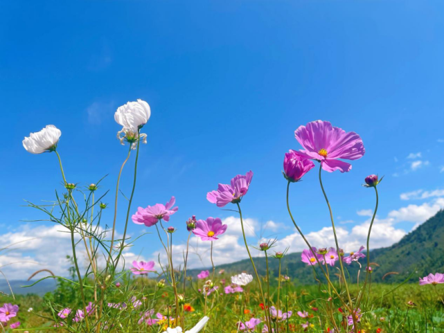 的美好祝福每朵花都迎着太阳绽放,充满生命力蓝天下朵朵格桑花随风