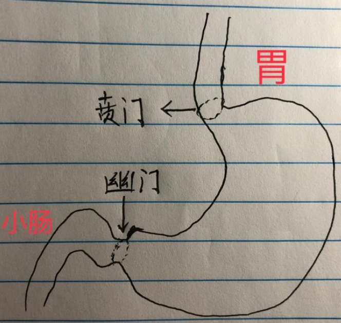 而在人的胃和食管連接的地方也有一道門,叫做賁門,如果這個地方被破壞