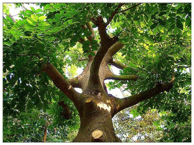 树皮|黄酮类化合物|毒药|见血封喉|箭毒木