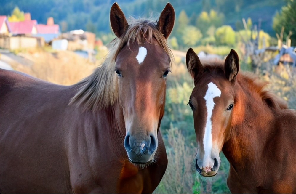 中的某些人,也就是那些属于贵族或望族者)应该各自提供他们本人的马匹