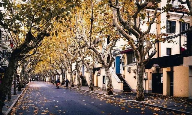 秋天到了,徐汇区梧桐美景即将呈现,秋风扫落叶