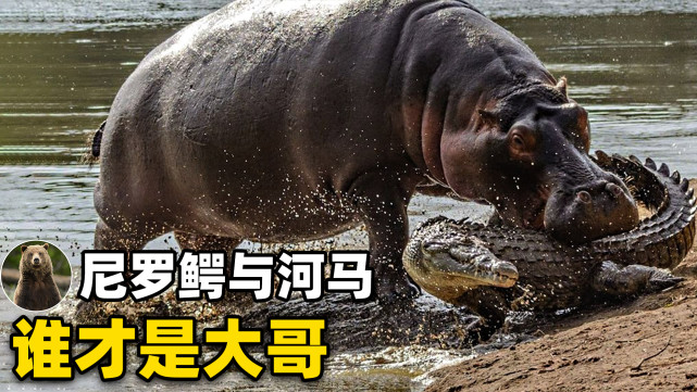 鳄鱼吓到小河马,被成年河马狂殴,吃肉的鳄鱼还能怕吃素的河马?