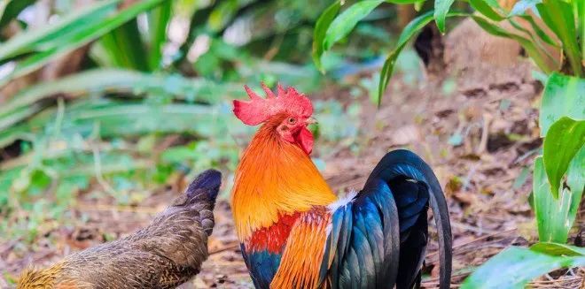 属鸡人:十月下旬将有"团团圆圆"的"双红囍"上门,不接不吉利!