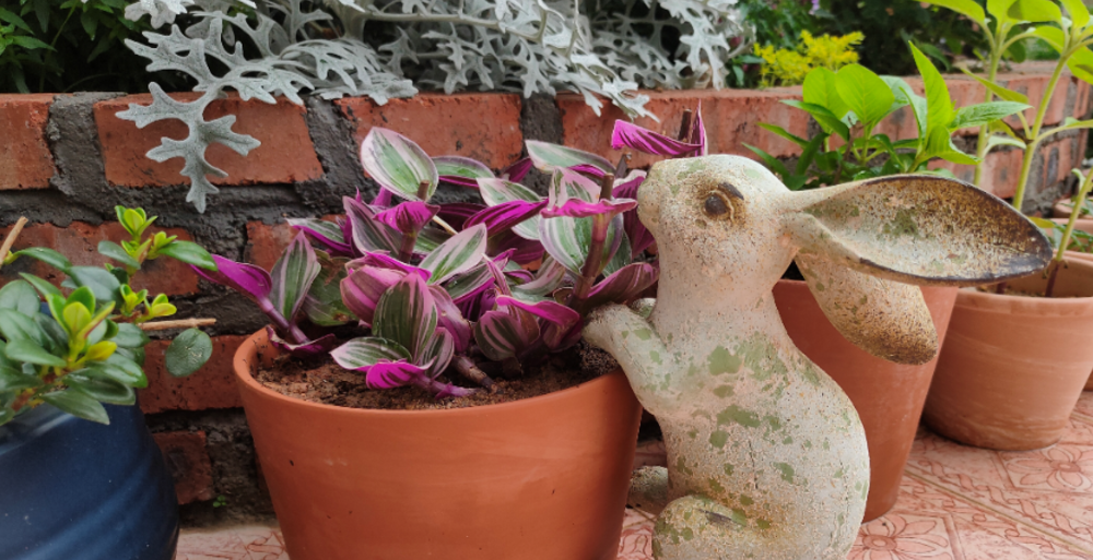 怕买不到质量过硬的养花土 不如自制腐叶土 过几个月就能用 腾讯新闻