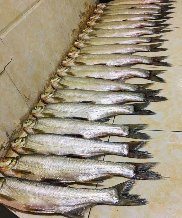 餐条鱼王?广西钓友钓起罕见"大餐条鱼",将近半斤重