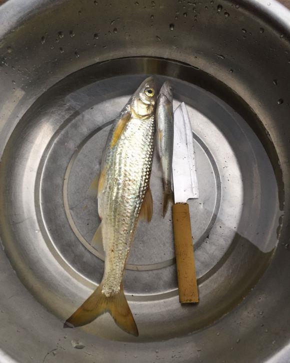 餐条鱼王?广西钓友钓起罕见"大餐条鱼",将近半斤重