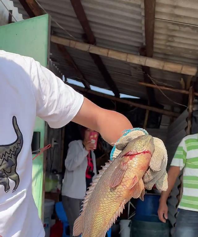 广东一水塘里出现巨型过山鲫一斤多一条过山鲫能长到这么大