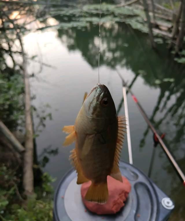 广东一水塘里出现巨型过山鲫,一斤多一条,过山鲫能长到这么大?