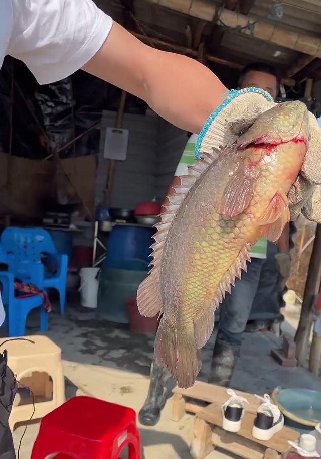 广东一水塘里出现巨型过山鲫一斤多一条过山鲫能长到这么大