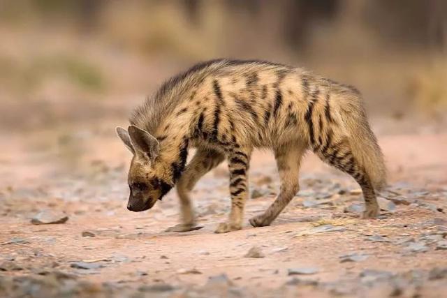 世人对鬣狗存在着哪些误解