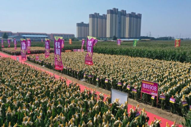其中白轴品种有玉单2号,金研919,禾硕107,齐玉98,秋硕812等,红轴品种