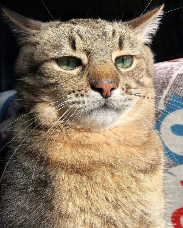 我是午夜伤心的玫瑰厌世脸猫猫表情好正