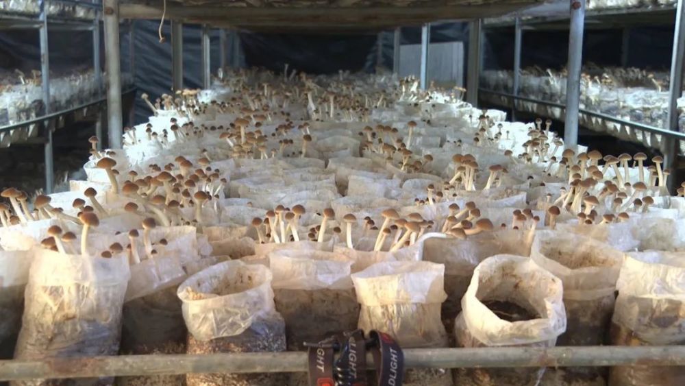 小小茶树菇鼓起增城村民钱袋子