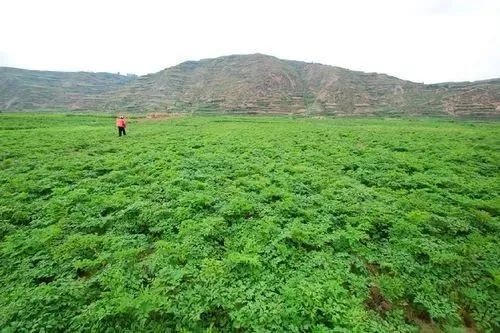 标准化让"道地药材"更地道——岷县中药材产业走上高质量发展之路